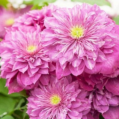 Клематис КАЙЗЕР в Семее