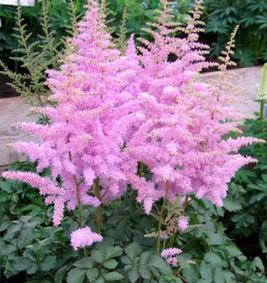 Астильба ГИАЦИНТ Арендса в Семее