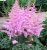 Астильба ГИАЦИНТ Арендса в Семее