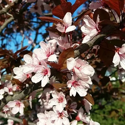 Слива ВУДИ растопыренная в Семее