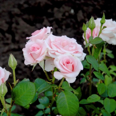 Роза ФЛАМИНГО чайно-гибридная в Семее