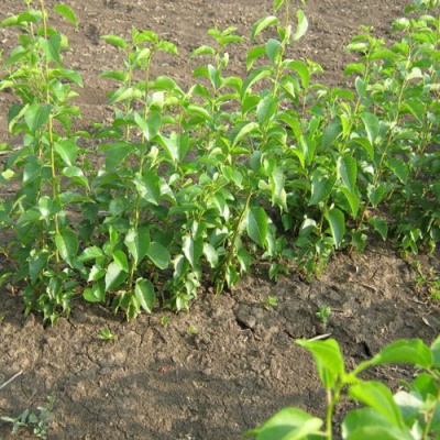 Подвой сливы ДИКАЯ АЛЫЧА в Семее