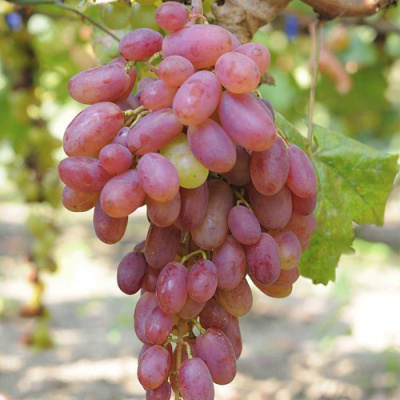 Виноград ВИКТОР в Семее