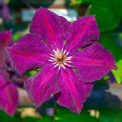 Клематис ГРЮНВАЛЬД в Семее