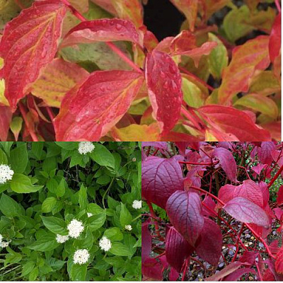 Комплект СЕВЕРНОЕ СИЯНИЕ в Семее