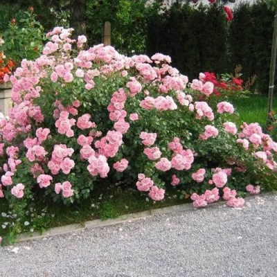 Роза БОНИКА флорибунда в Семее