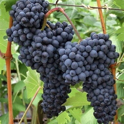 Виноград КИШМИШ КРАСЕНЬ в Семее