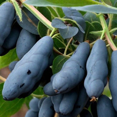 Жимолость съедобная СИЛЬГИНКА в Семее