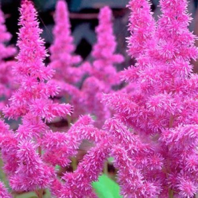 Астильба АМЕТИСТ Арендса в Семее