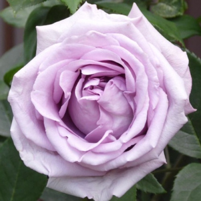 Роза ИНДИГОЛЕТТА плетистая в Семее