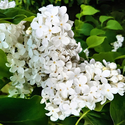 Сирень МАЛЕНЬКИЙ ПРИНЦ в Семее