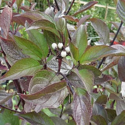 Дерен КЕССЕЛЬРИНГИ в Семее