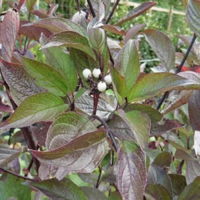 Дерен КЕССЕЛЬРИНГИ в Семее