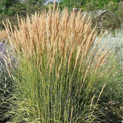 Вейник АВАЛАНШ остроцветковый в Семее