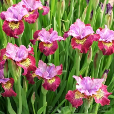 Ирис МИСС ЭППЛ сибирский в Семее