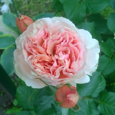 Роза ФИЛИНГ чайно-гибридная в Семее