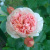 Роза ФИЛИНГ чайно-гибридная в Семее