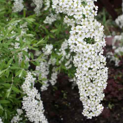 Спирея ГРЕФШЕЙМ в Семее