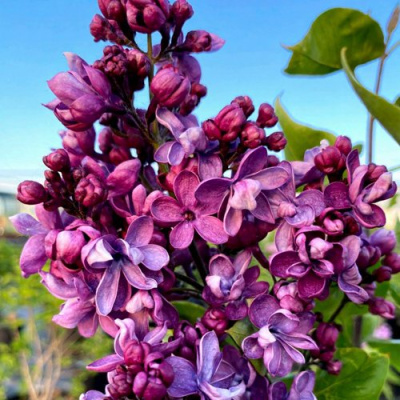 Сирень ВИОЛЕТТА в Семее