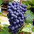 Виноград КОДРЯНКА в Семее