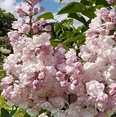 Сирень КРАСАВИЦА МОСКВЫ (привитая) в Семее