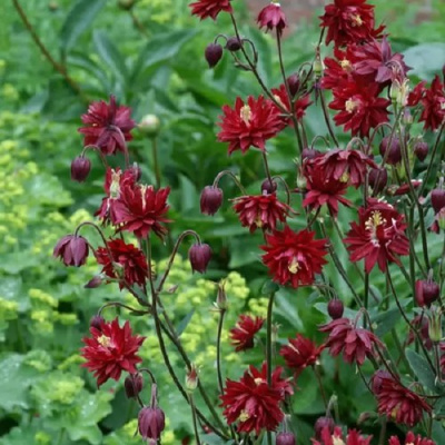 Аквилегия РУБИ ПОРТ обыкновенная в Семее