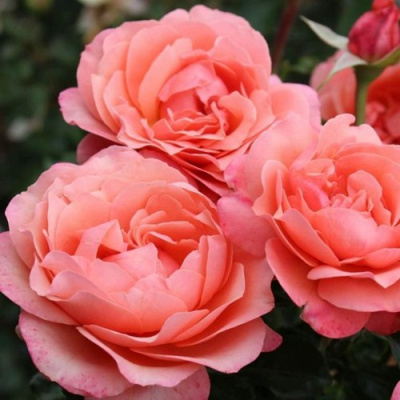 Роза КОРАЛ ЛИОНС РОУЗ флорибунда в Семее