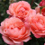 Роза КОРАЛ ЛИОНС РОУЗ флорибунда в Семее