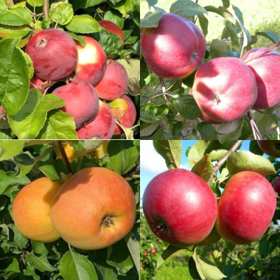 Комплект ЯБЛОНЕВЫЙ КВАРТЕТ в Семее