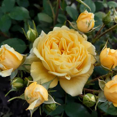 Роза флорибунда в Семее