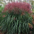 Мискантус МАЛЕПАРТУС китайский  в Семее