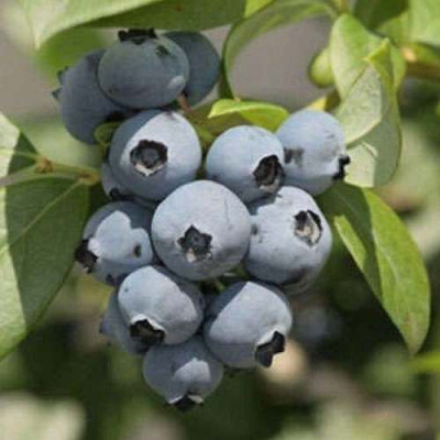 Голубика МИДЕР в Семее