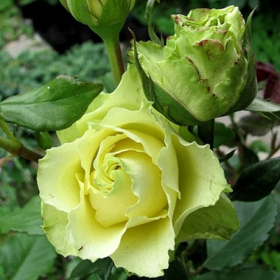 Роза ЛИМБО (ДОЛЛАР) чайно-гибридная в Семее