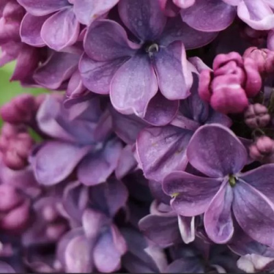 Сирень ВИОЛЕТТА в Семее