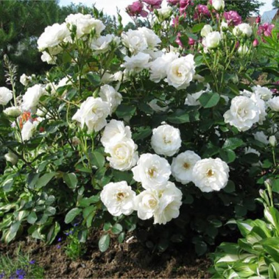 Роза АЛАБАСТЕР флорибунда в Семее