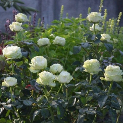 Роза ВАКАНА японская в Семее