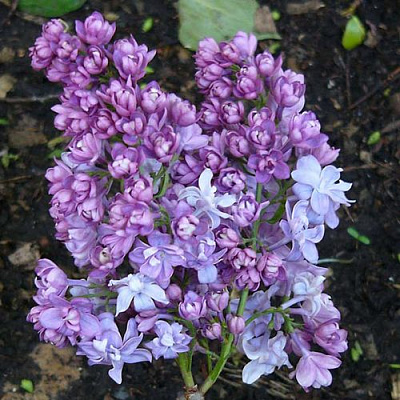 Сирень НАДЕЖДА в Семее