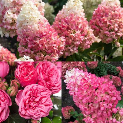 Комплект МАЛИНОВЫЙ ДЕСЕРТ в Семее