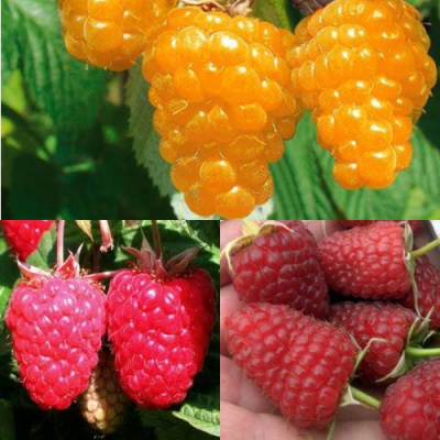 Комплект ЗОЛОТАЯ МАЛИНА в Семее