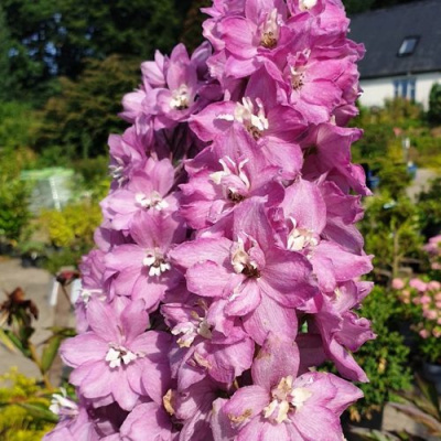 Дельфиниум АСТОЛАТ тихоокеанский в Семее