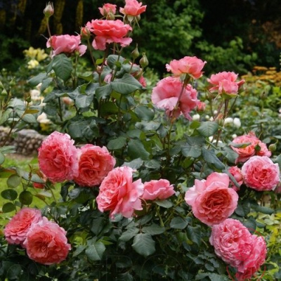 Роза ЛОРАН КАБРОЛЬ шраб в Семее