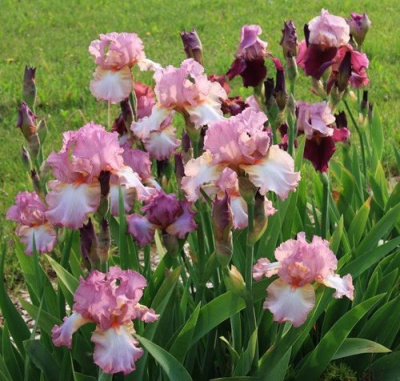 Ирис БЛАШИНГ ПИНК бородатый в Семее
