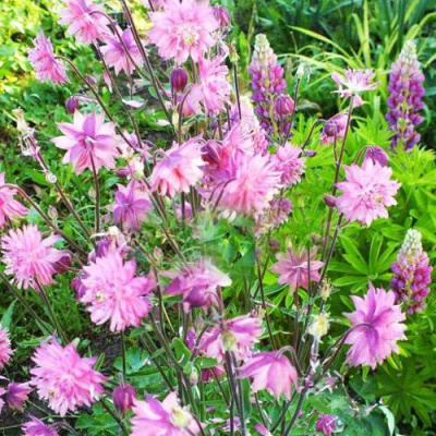 Аквилегия БАРЛОУ ПИНК гибрид МакКаны в Семее