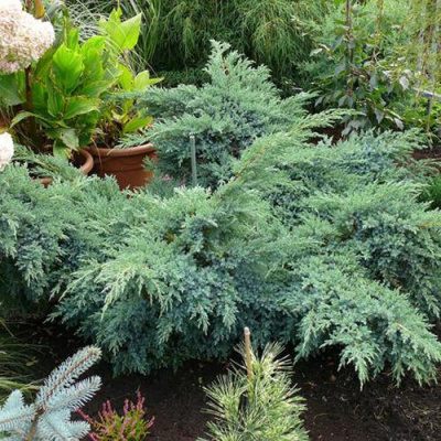 Можжевельник БЛЮ ШВЕД (СВИД) чешуйчатый в Семее