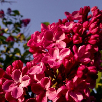 Сирень КРАСНАЯ МОСКВА в Семее