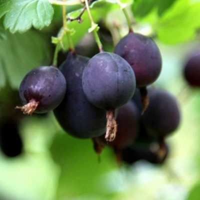 Крыжовник ЧЕРНОМОР в Семее