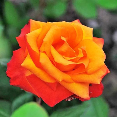 Роза ТЕМПИ МОДЕРНИ чайно-гибридная в Семее