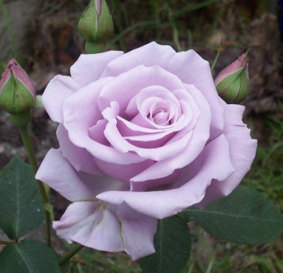 Роза СИЛЬВЕР СТАР чайно-гибридная в Семее