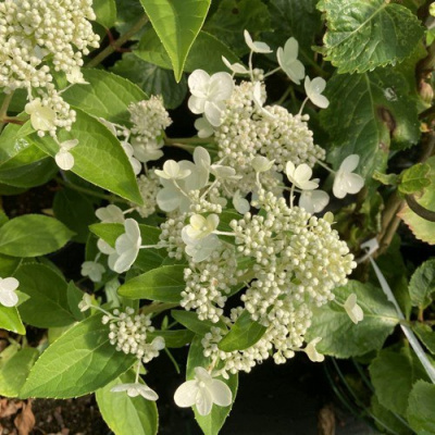 Гортензия ПРИМ ВАЙТ метельчатая в Семее