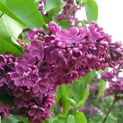 Сирень ДЕНЬ ПОБЕДЫ в Семее